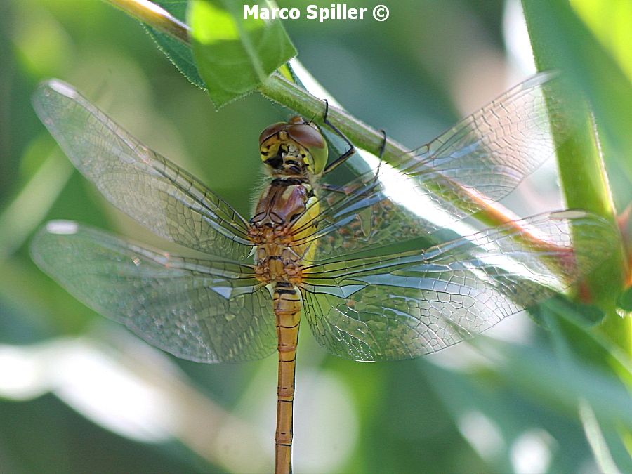 Sympetrum striolatum ... neosfarfallato